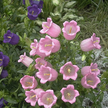 Campanula flower Campanula spp. seeds for planting in home garden or ornamental balcony containers