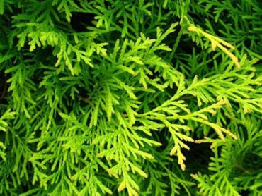 American Golden Thuja occidentalis Aurea seeds for evergreen landscape borders