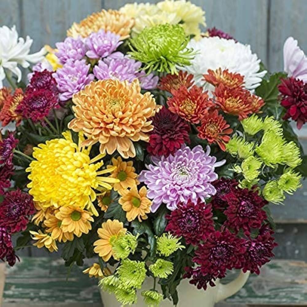 Chrysanthemum Mixed Perennial Flower Seeds