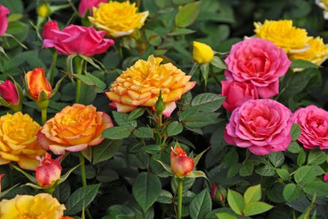 Miniature Rose Mixed Colors Flower Seeds for Home and Garden Planting