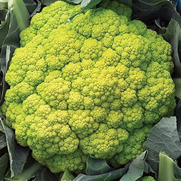 Cauliflower Green Verde Vegetable Seeds