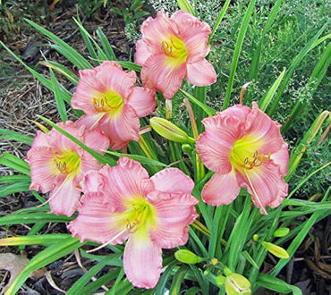 Heirloom Daylily Reblooming Flower Seeds for Planting, Non-GMO
