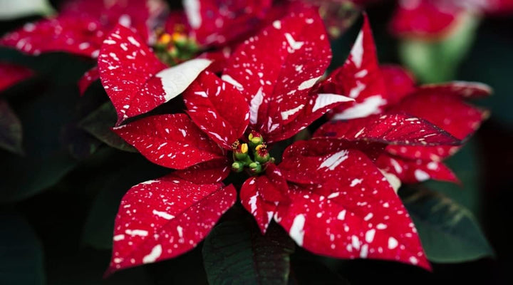 Red White Poinsettia Flower Seeds – Heirloom Non-GMO Festive Blooms for Garden and Pot Planting