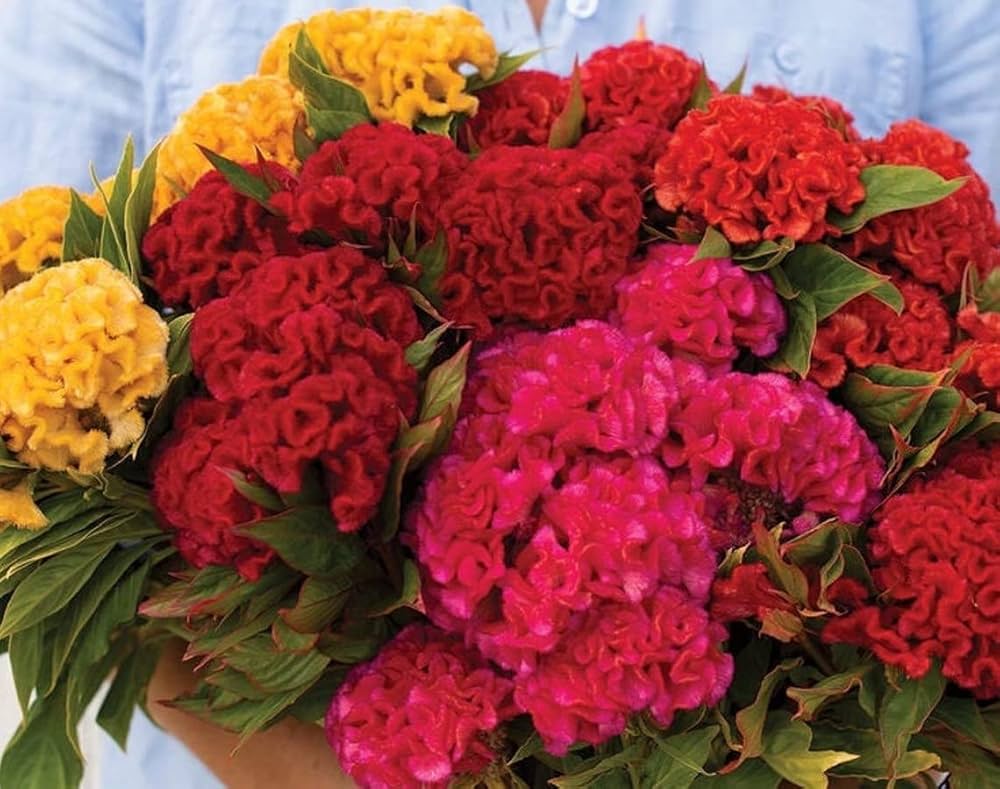 Celosia Crested Cockscomb Mixed Colors Flower Seeds for Garden
