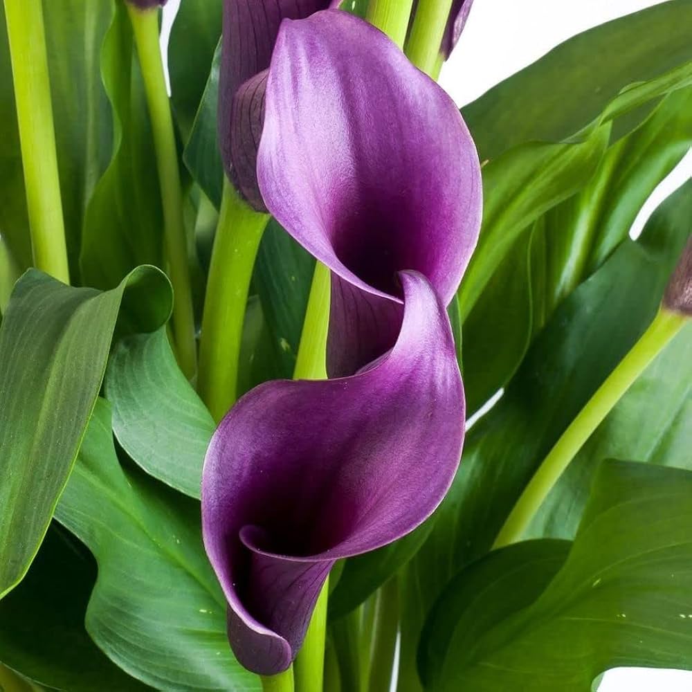 Deep Purple Calla lily Flower Seeds for Planting - Heirloom & Non-GMO garden seeds