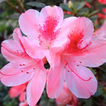 Azalea Rare Perennial Flower Seeds for Garden