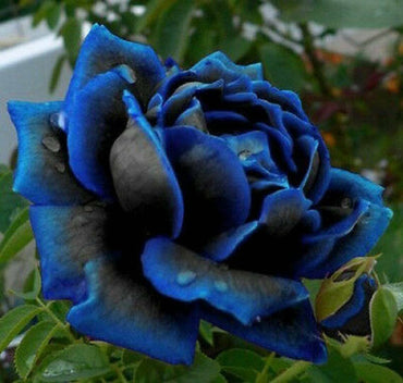 Midnight Supreme Rose Dark Rose Flower Seeds