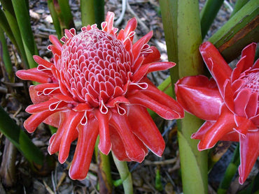 Torch Ginger Flower Seeds for Planting – Heirloom, Non-GMO Flower Seeds