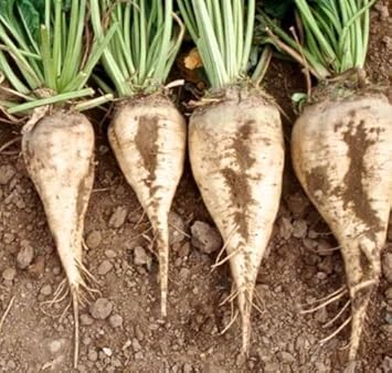 Cream Sugar Beet Vegetable Seeds for Planting heirloom & Non-GMO Seeds