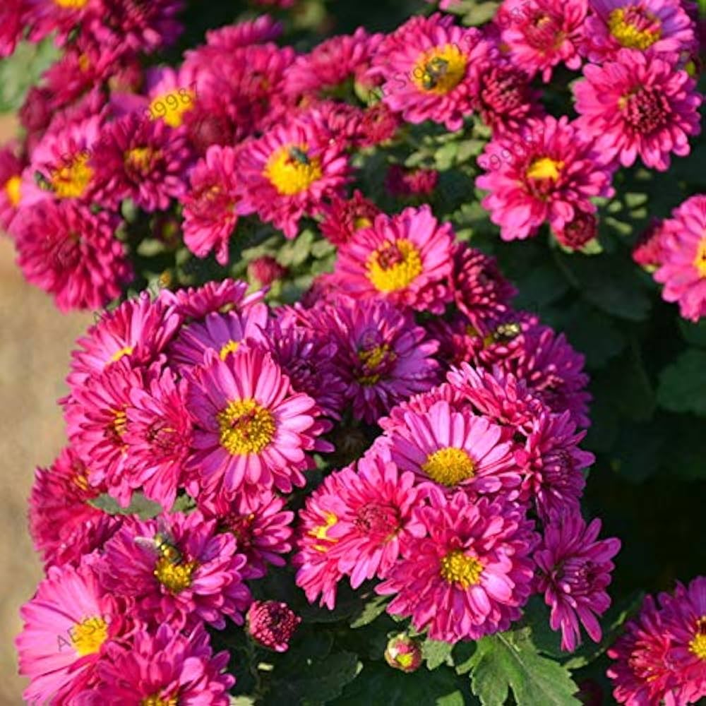 Chrysanthemum Purple Perennial Flower Seeds