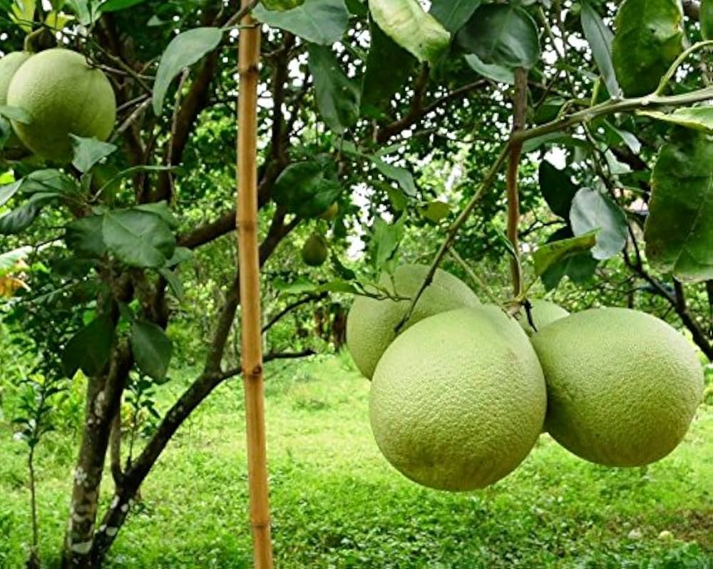 Pomelo Seeds