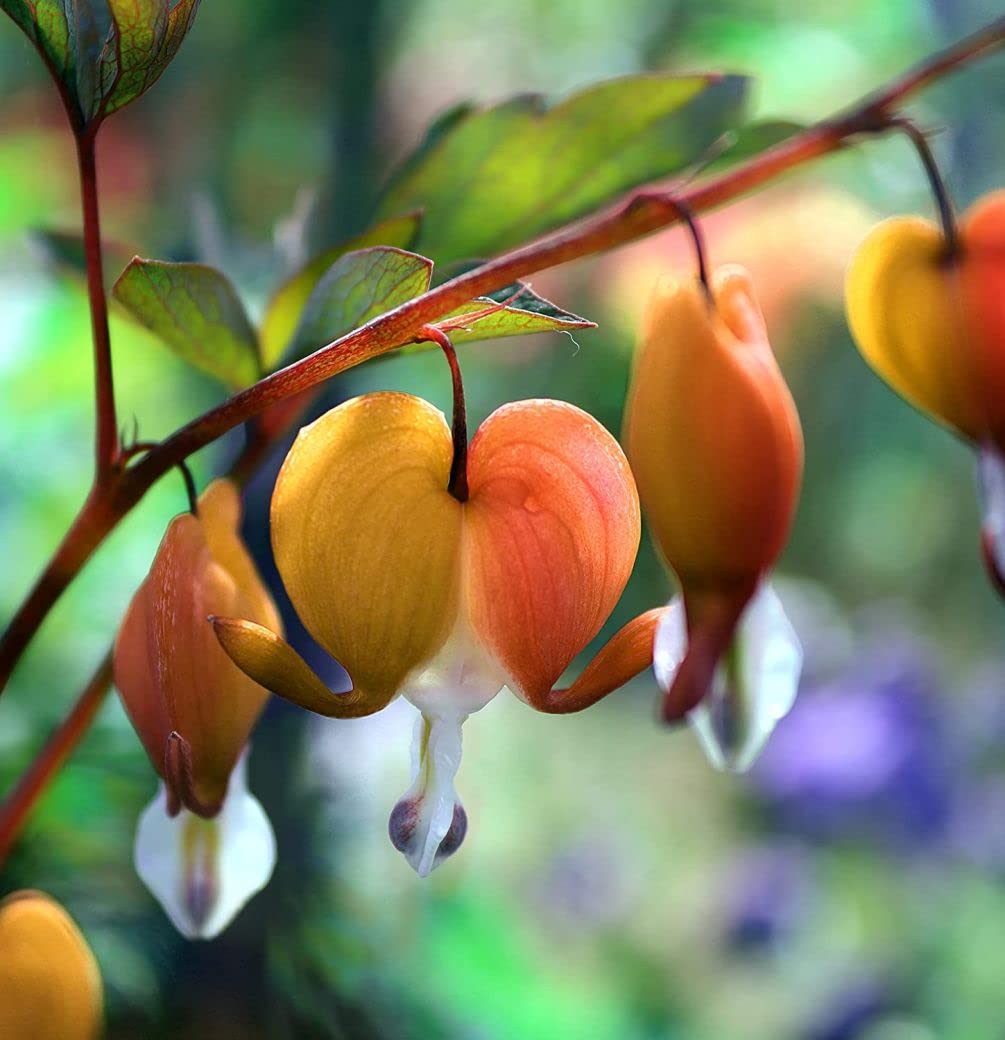 Bleeding heart flower Dicentra spectabilis yellow seeds for shade garden planting