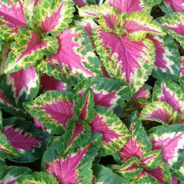 Heirloom Green Pink Coleus Flower Seeds for Planting – Non-GMO, Vibrant Ornamental Foliage Variety