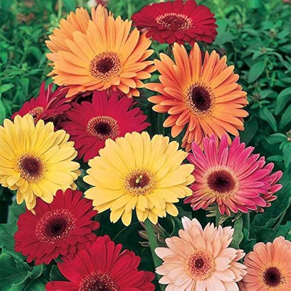 Gerbera Daisy 4-Color Mixed Flower Seeds for Home and Garden Planting