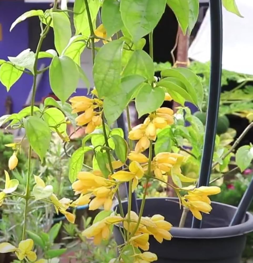 W160 Golden Cross corn seeds – early hybrid with golden kernels