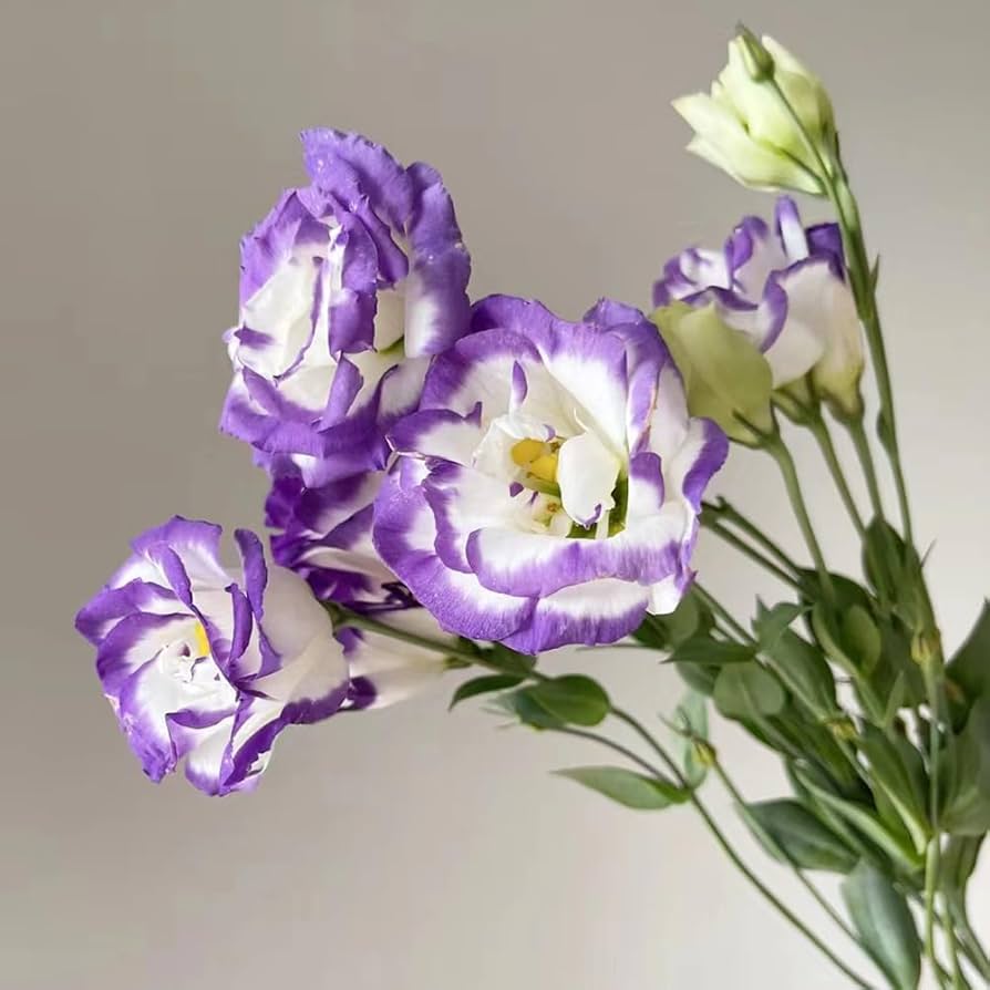 Eustoma Lisianthus Multi-Color Flower Seeds