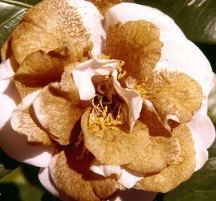Organic Heirloom Non-GMO Brown Camellia Seeds for Planting – Elegant Garden Blooms