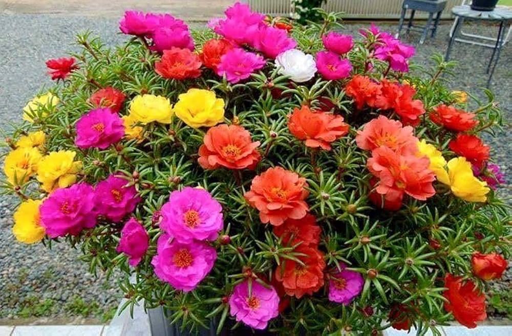 Mixed Flower Plant Seeds for Home Garden and Potted Planting