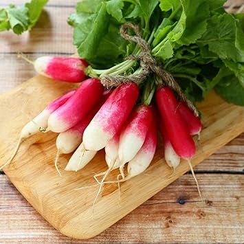 Radish Seeds for Planting, 100 pcs