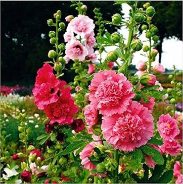 Hollyhock flower Alcea rosea seeds for planting in backyard flower beds or pollinator gardens
