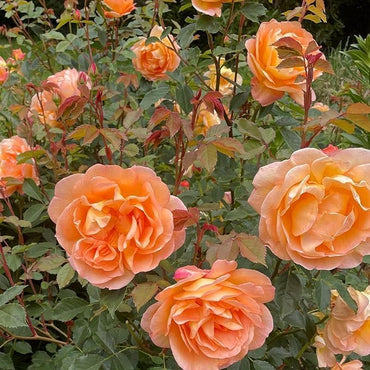 Dark Orange Climbing Rose Seeds for Planting – Heirloom, Non-GMO Garden Flower Seeds