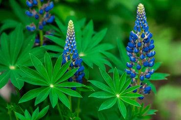 Heirloom Non-GMO Blue Lupine Flower Seeds for Pollinator Gardens and Vibrant Outdoor Planting