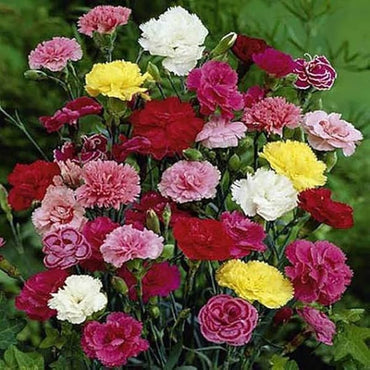 Carnation Dianthus Caryophyllus Flower Seeds for Planting in Home Garden and Balcony Planters