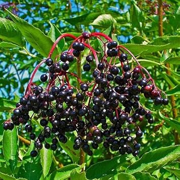 Elderberry Fruit Seeds, Plant for Healthy and Nutritious Berries 100 pcs