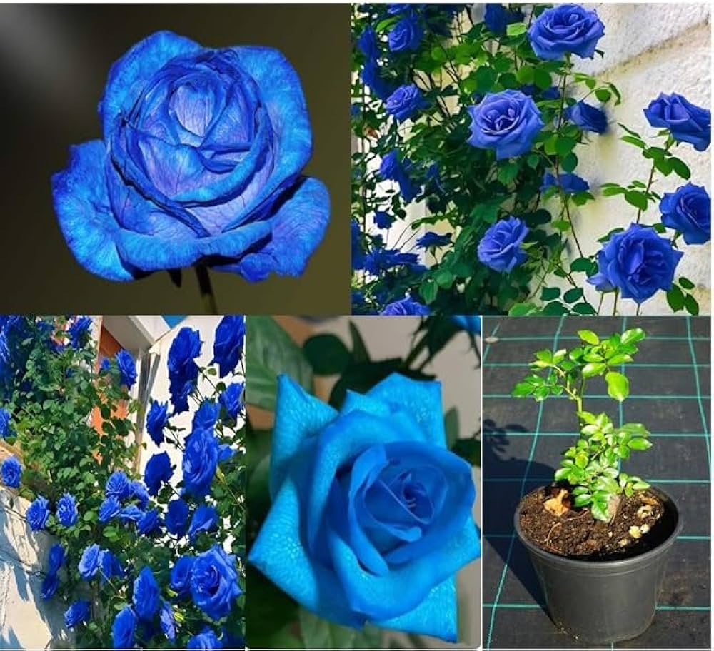 Blue Reach Rare Flower Seeds for Balcony and Garden