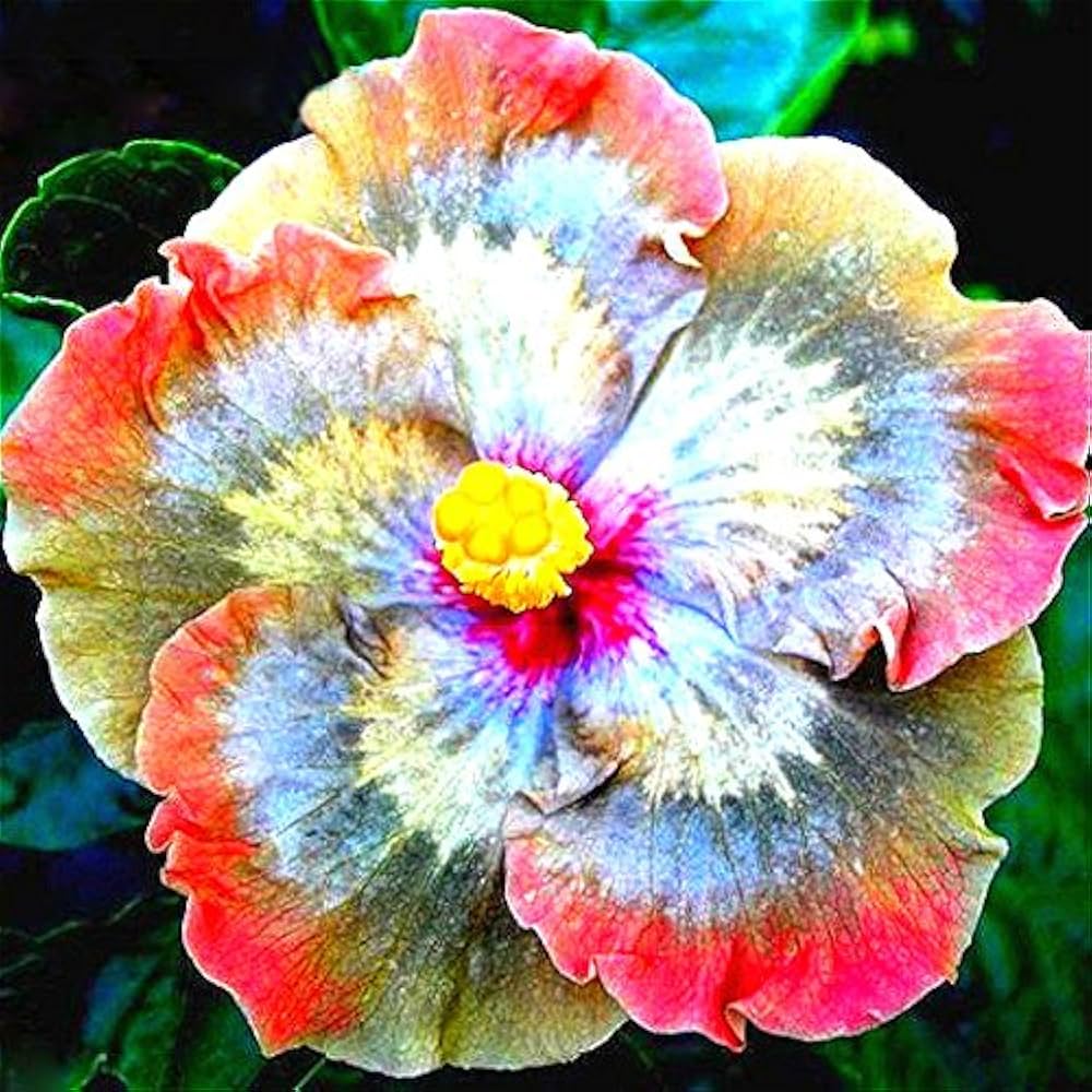 Hibiscus Giant Multicolor Flower - for planting in home garden