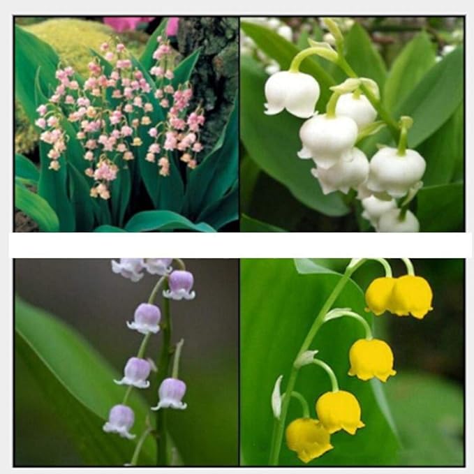 Bell Orchid Flower Seeds for Indoor & Garden