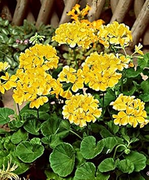 Yellow Geranium Flower Seeds 100 pcs