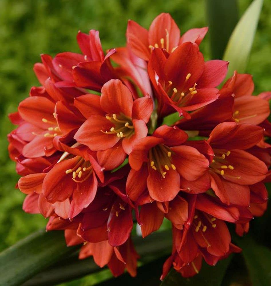 Klivie bush lilies sprouting from rare seeds with lush green leaves and bold orange flowers