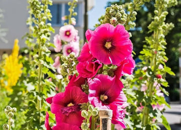 Hollyhock flower Alcea rosea pink seeds for planting in decorative garden borders or tall planters