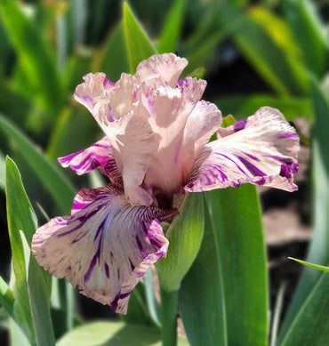 Peach Jam Reblooming Bearded Iris Seeds