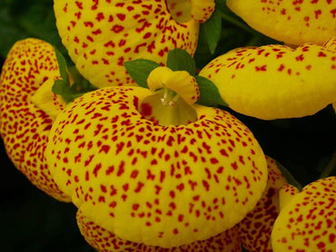 Red Yellow Calceolaria Flower Seeds for Planting – Heirloom, Non-GMO Seeds