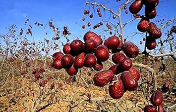 Mixed Grape Fruit Seeds – Sweet, Sour, and Delicious-Heirloom & non GMO seeds