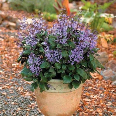 Lavender flower Lavandula angustifolia seeds for planting in indoor pots, herb spirals, or balcony gardens