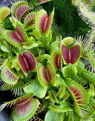 Carnivorous Plant Seeds for Planting - 100