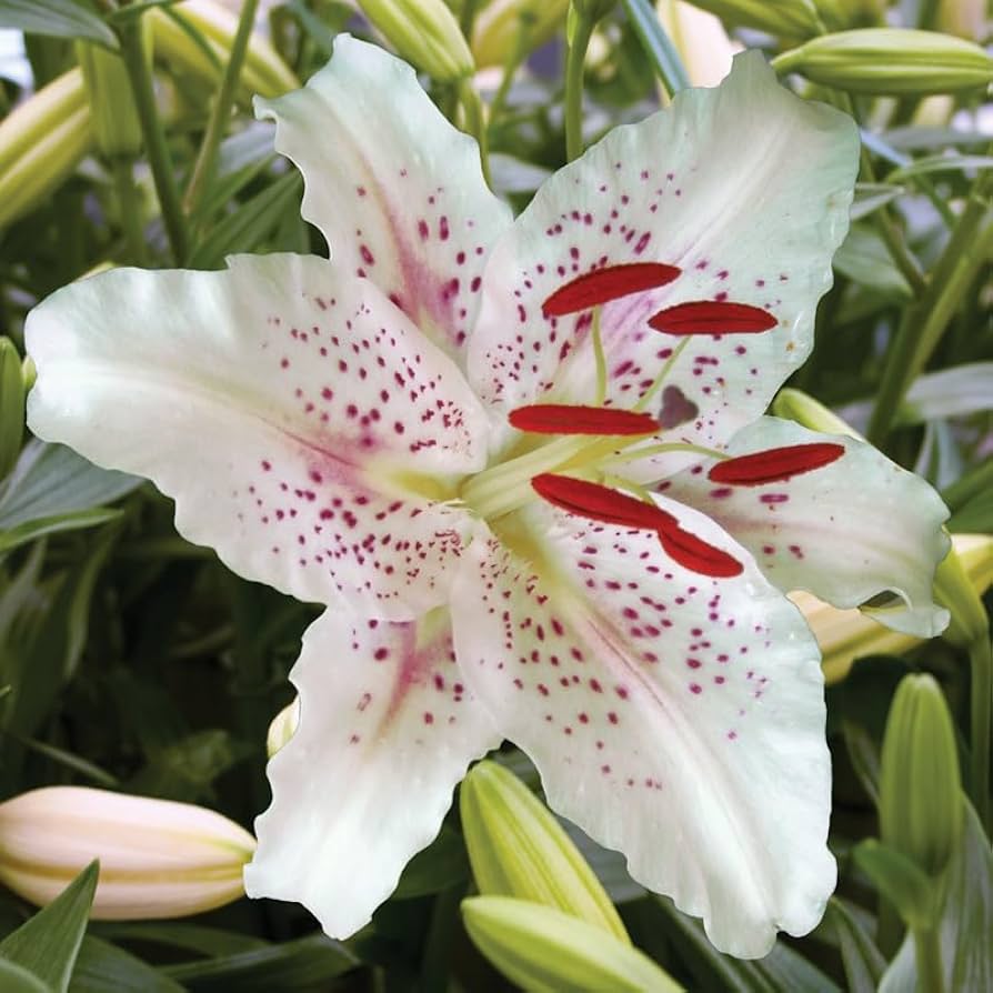 Pure White Lily Flower Seeds for Indoor and Outdoor Perennial Planting Chocolate