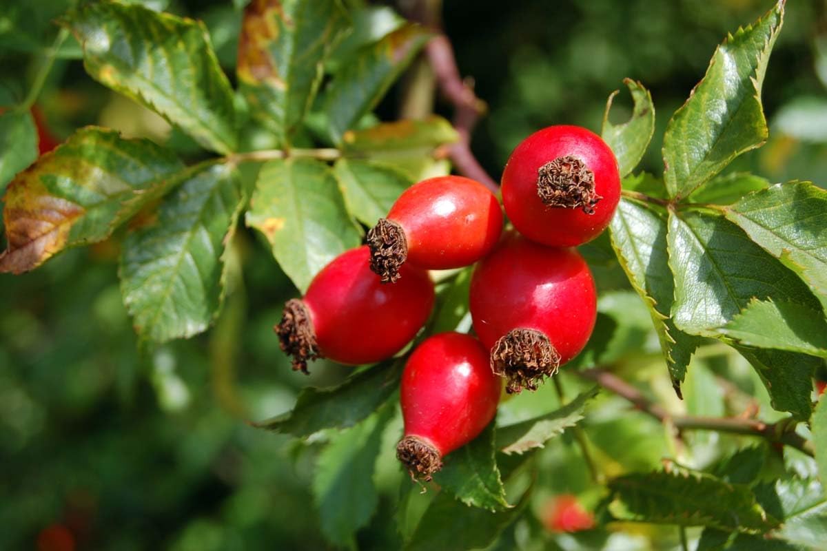 Heirloom Rosehip Fruit Seeds for Planting – Growing Nutritious, Aromatic Hips at your Home Garden