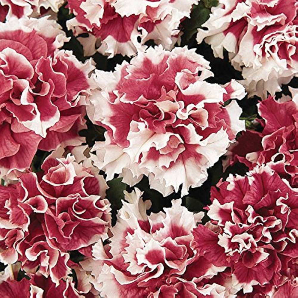 Petunia Double Petal Perennial Flower Seeds