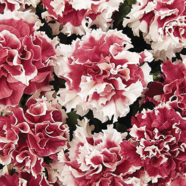 Petunia Double Petal Perennial Flower Seeds