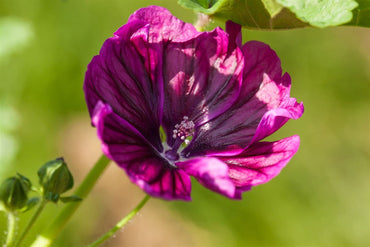 Hollyhock flower Alcea rosea double red perennial seeds for planting in sunny flower borders