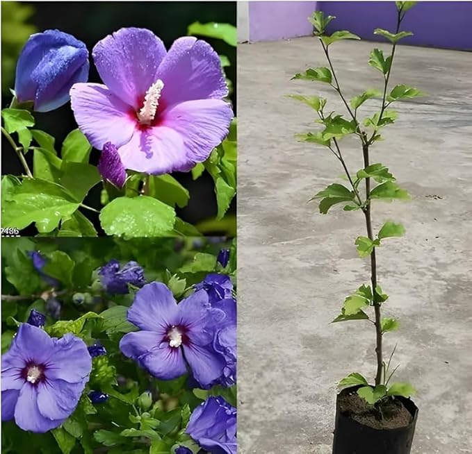 Giant Hibiscus Flower Seeds Sky Blue