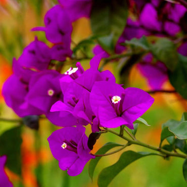 Bougainvillea Flower Seeds for Planting, 100
