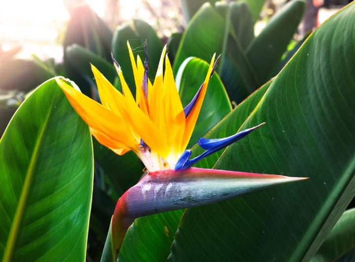 Heirloom Non-GMO Yellow Strelitzia Reginae Flower Seeds for Planting – Tropical Bird of Paradise Seeds