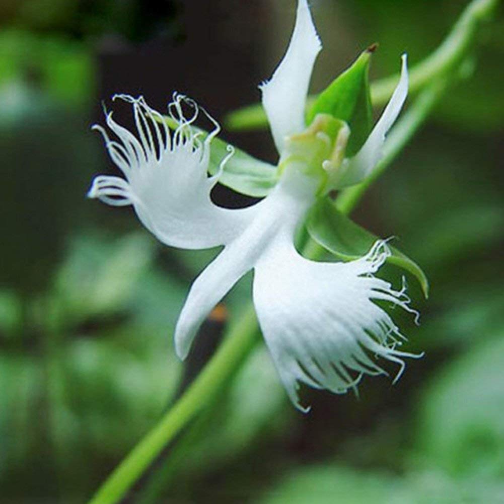 Japanese White Orchid Rare Flower Seeds for Garden Planting