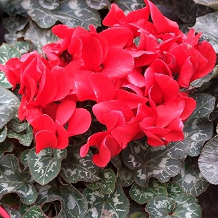 Heirloom Non-GMO Red Cyclamen Flower Seeds for Planting – Hardy Indoor Outdoor Seeds