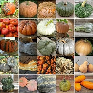 Mixed Pumpkin Seeds for Planting heirloom & Non-GMO Seeds